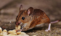 24 Hour & Emergency Exterminators in Cape Neddick, ME